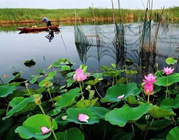 白洋淀紅色 紅色革命文化